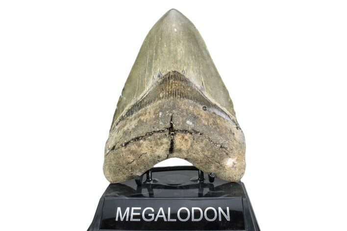 Serrated, Fossil Megalodon Tooth - North Carolina #378057